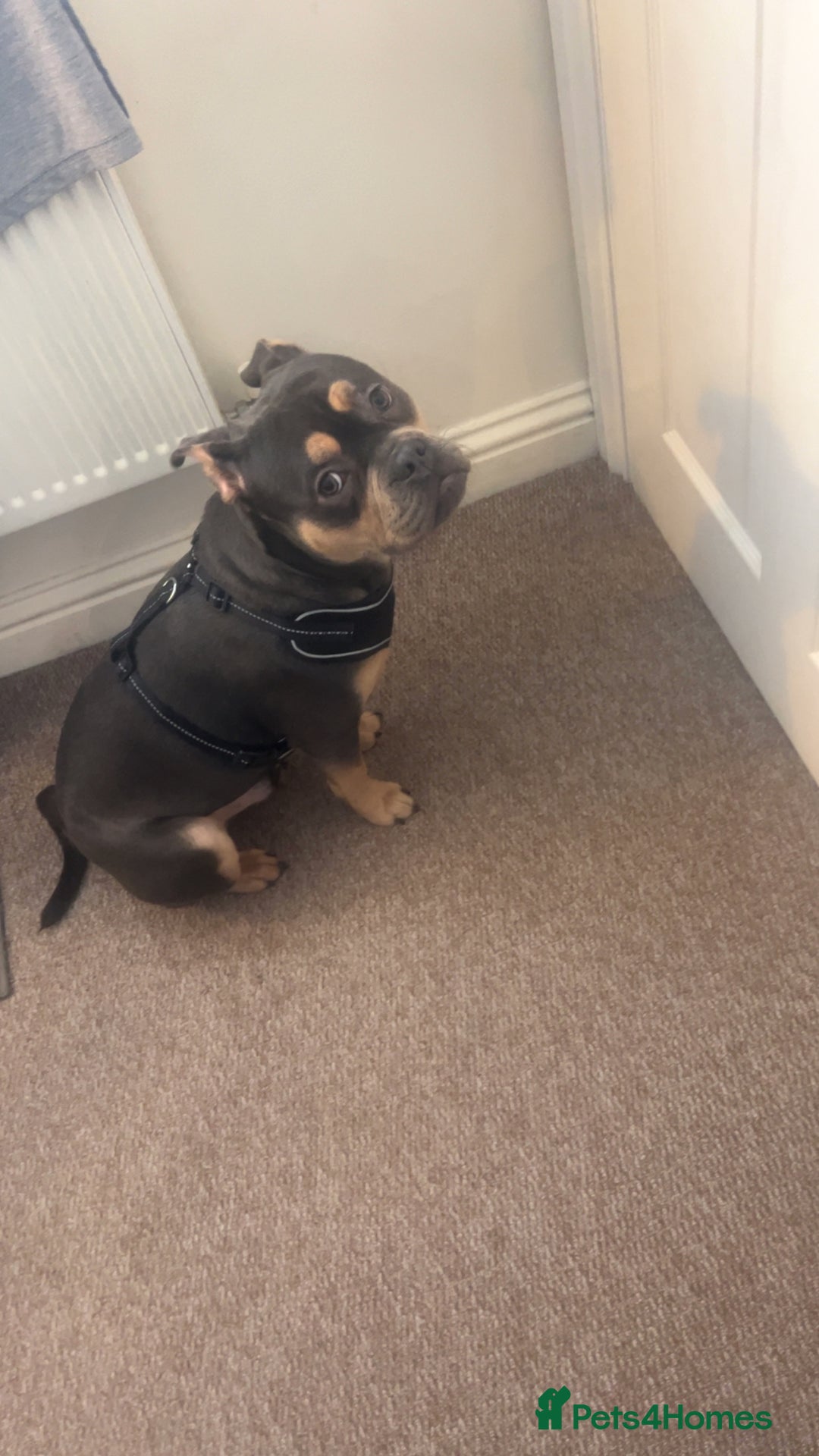 Mixed Breed dogs for sale: French/American bully  - Advert 2