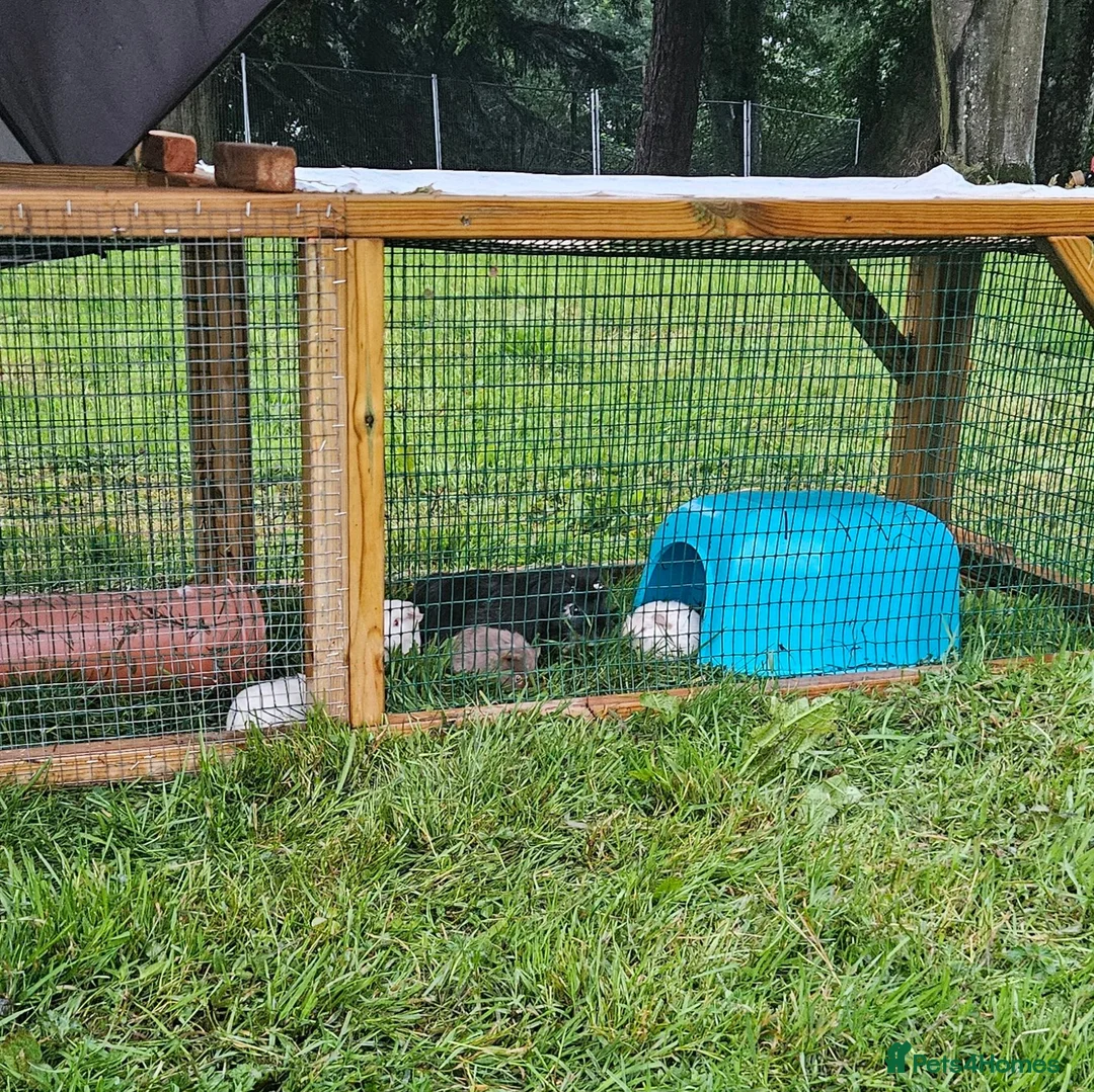 Guinea Pig rodents for sale: 2 baby boy guinea pigs £50 the pair - Advert 2