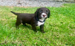 Cocker Spaniel dogs for sale: KC Registered Working Cocker Spaniel Puppies - Image 7
