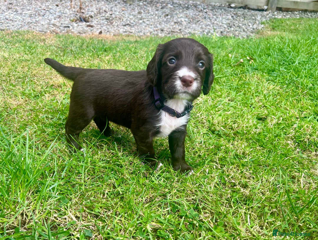 Cocker Spaniel dogs for sale: KC Registered Working Cocker Spaniel Puppies - Image 7