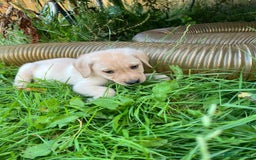 Labrador Retriever dogs for sale: Lovely Labrador pups - Image 14