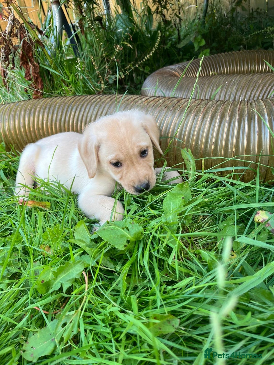 Labrador Retriever dogs for sale: Lovely Labrador pups - Image 14