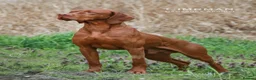 Hungarian Vizsla dogs for sale: High Quality Hungarian Vizsla Puppies - 2 boys - Advert 18