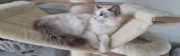 Ragdoll cats for sale: 💕Beautiful TICA Ragdolls Kittens 💕 - Advert 29
