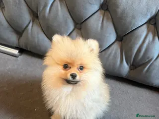 Pomeranian dogs Pomeranian puppy - Advert 7