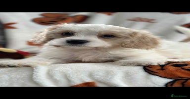 Cavachon dogs - Advert 2