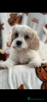 Cavachon dogs - Advert 2