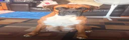 Boxer dogs for sale: Beautiful chunky boxer puppies in Tredegar - Advert 1