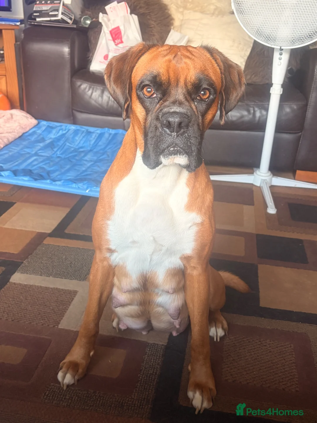 Boxer dogs for sale: Beautiful chunky boxer puppies in Tredegar - Advert 1