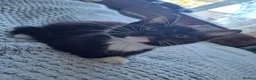 Mixed Breed cats for sale: Playful & Loving Kittens Ready Now  - Advert 12