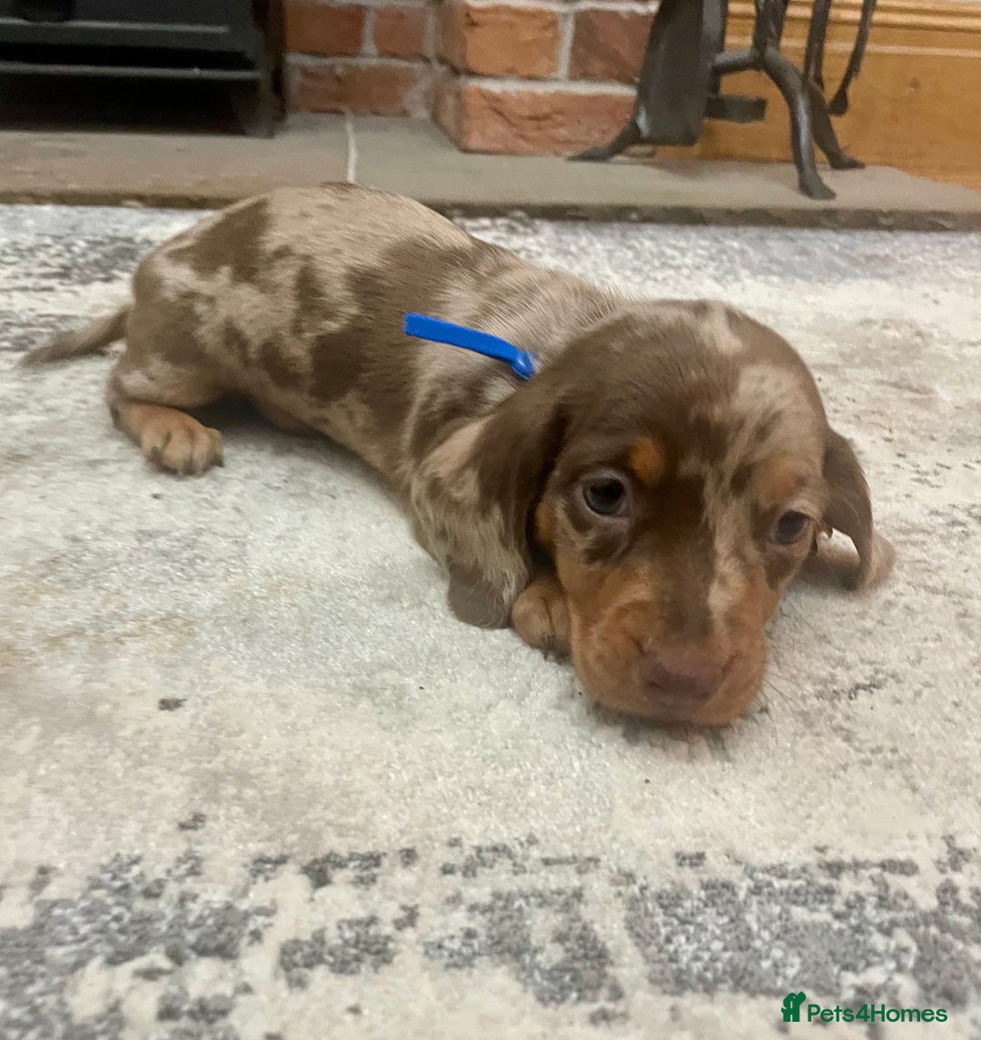 Miniature Dachshund dogs for sale: Stunning small Miniature Daschund’s - Image 11