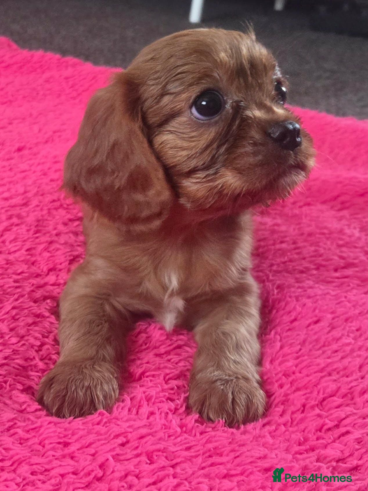 Cavalier King Charles Spaniel dogs Beautiful pups - Advert 2