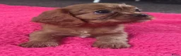 Cavalier King Charles Spaniel dogs for sale: Beautiful pups - Advert 21