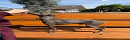 Mixed Breed dogs for sale: Italian Greyhound x Whippet puppys - Advert 18