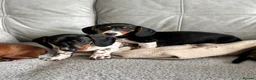 Dachshund dogs for sale: MINIATURE DACHSHUND GIRLS REDUCED READY TO GO - Advert 5