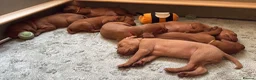 Hungarian Vizsla dogs for sale: Exceptional KC Pedigree Hungarian Vizsla’s 13 jun - Advert 3