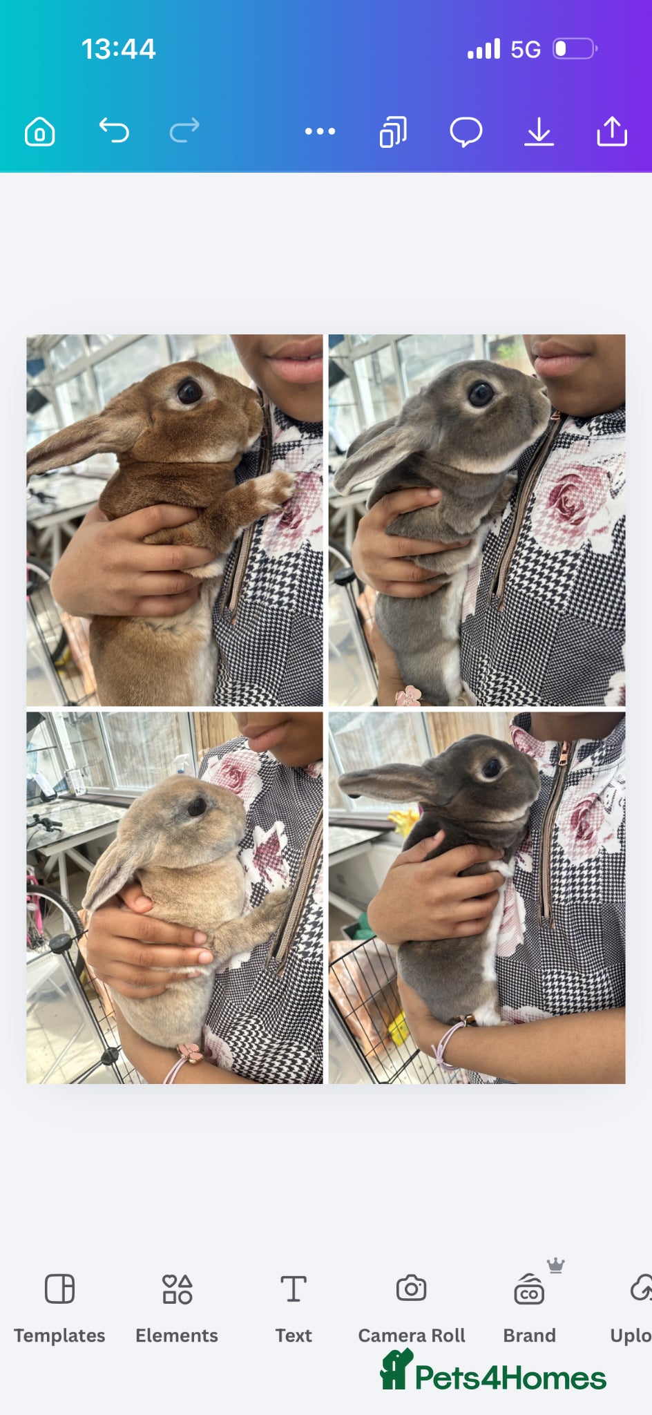 Rex rabbits 4 mini rex rabbits for sale - Advert 1