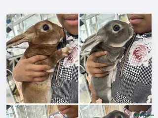 Rex rabbits 4 mini rex rabbits for sale - Advert 1