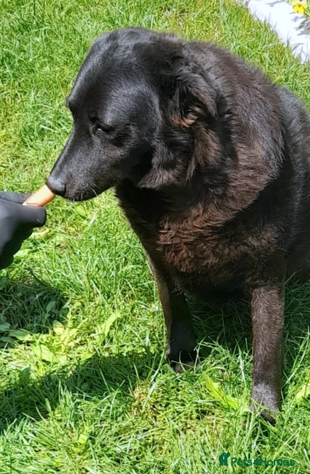 Mixed Breed dogs for adoption: Old and Loyal Bobb, longing for his first Home 🐾 - Image 2