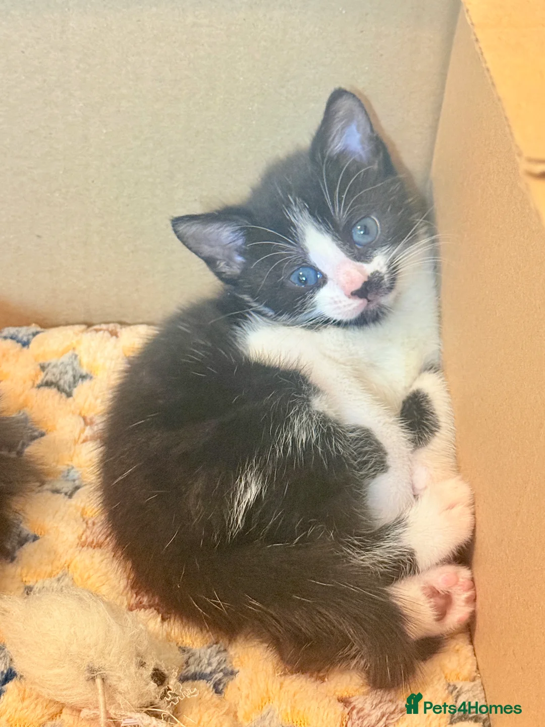 Mixed Breed cats for sale: 4 Beautiful Tuxedo Kittens (3 Long haired) <3 - Advert 5