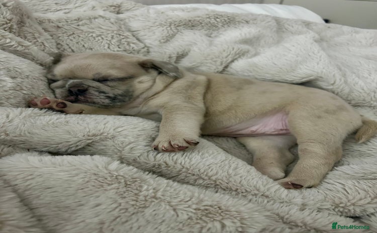 Frug dogs - Advert 1