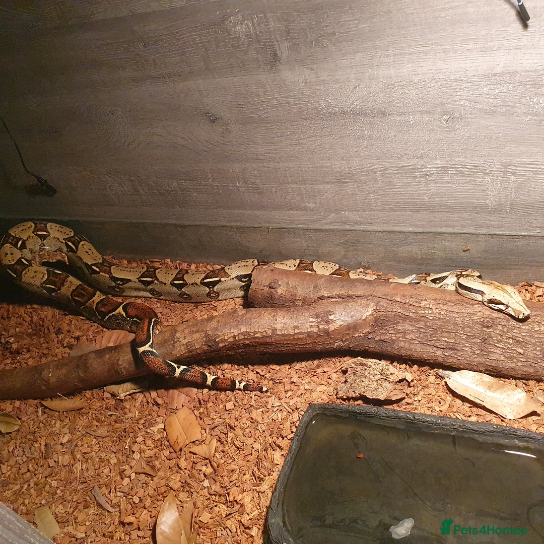 Boa Snake reptiles for sale: Colombian Boa CB19 Male 6ft - Advert 2