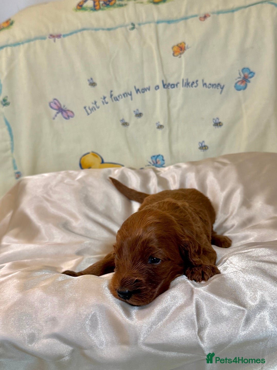 Cavapoo dogs for sale: 6 Cute Cavapoo puppies 6 - ready for homes in feb  - Advert 11