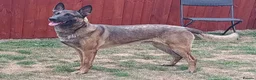 Mixed Breed dogs for sale: German Shepherd x Belgium Malinois Puppies  in Boston - Advert 10