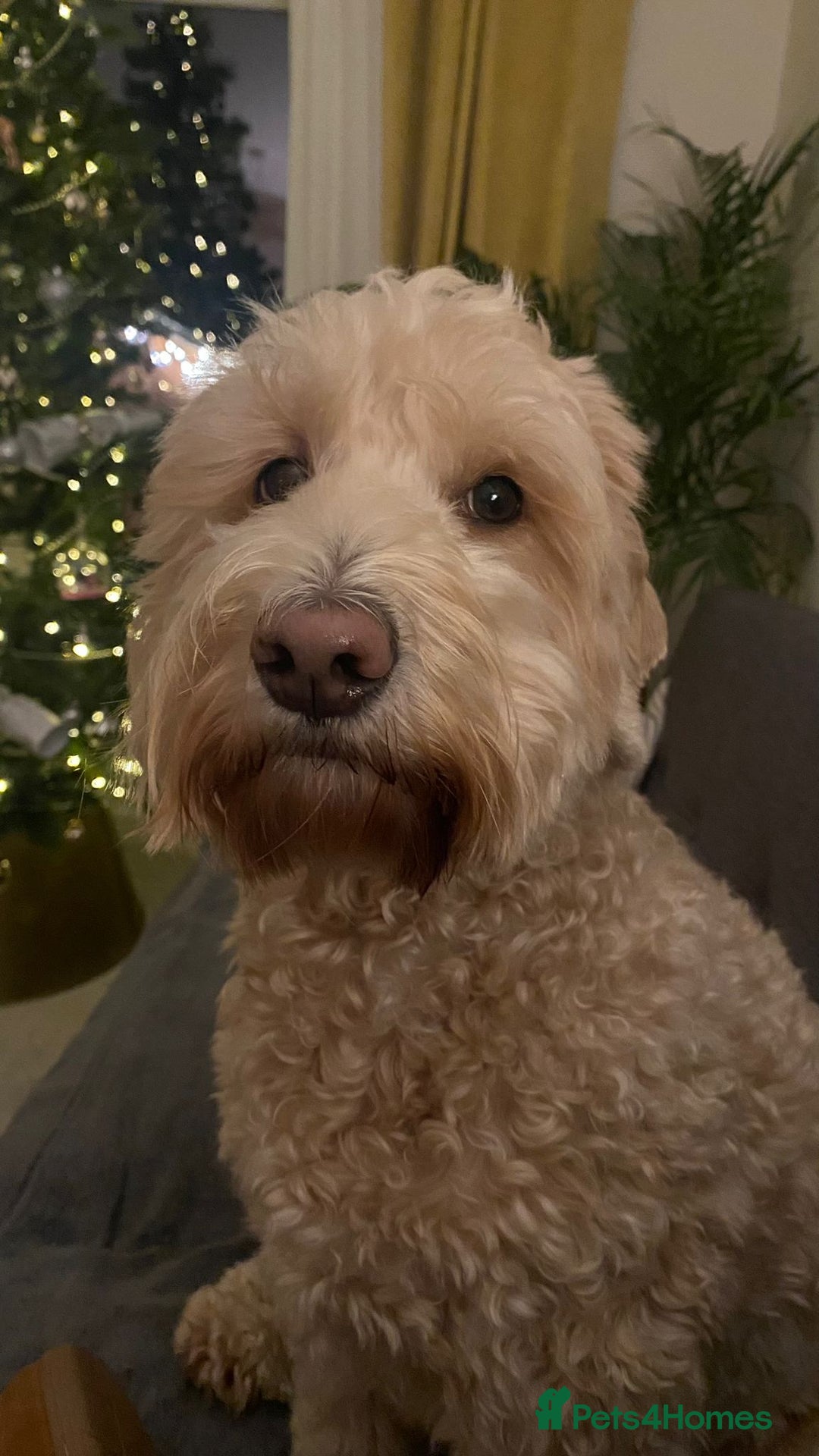 Cockapoo dogs for sale: Loving 5y/o Male Cockapoo - Image 2