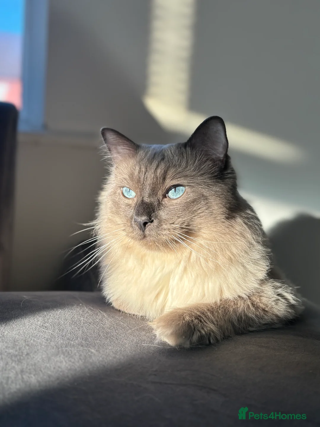 Ragdoll cats for stud: Blue Point Ragdoll for stud 🩵 - Advert 4