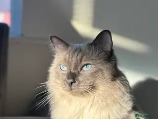 Ragdoll cats Blue Point Ragdoll for stud 🩵 - Advert 17