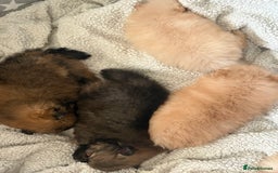 Pomeranian dogs for sale: ** Pomeranian Puppies 🐶🤍🐻🤎 - Image 8