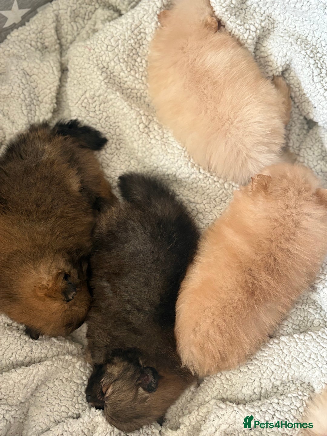 Pomeranian dogs for sale: ** Pomeranian Puppies 🐶🤍🐻🤎 - Image 8