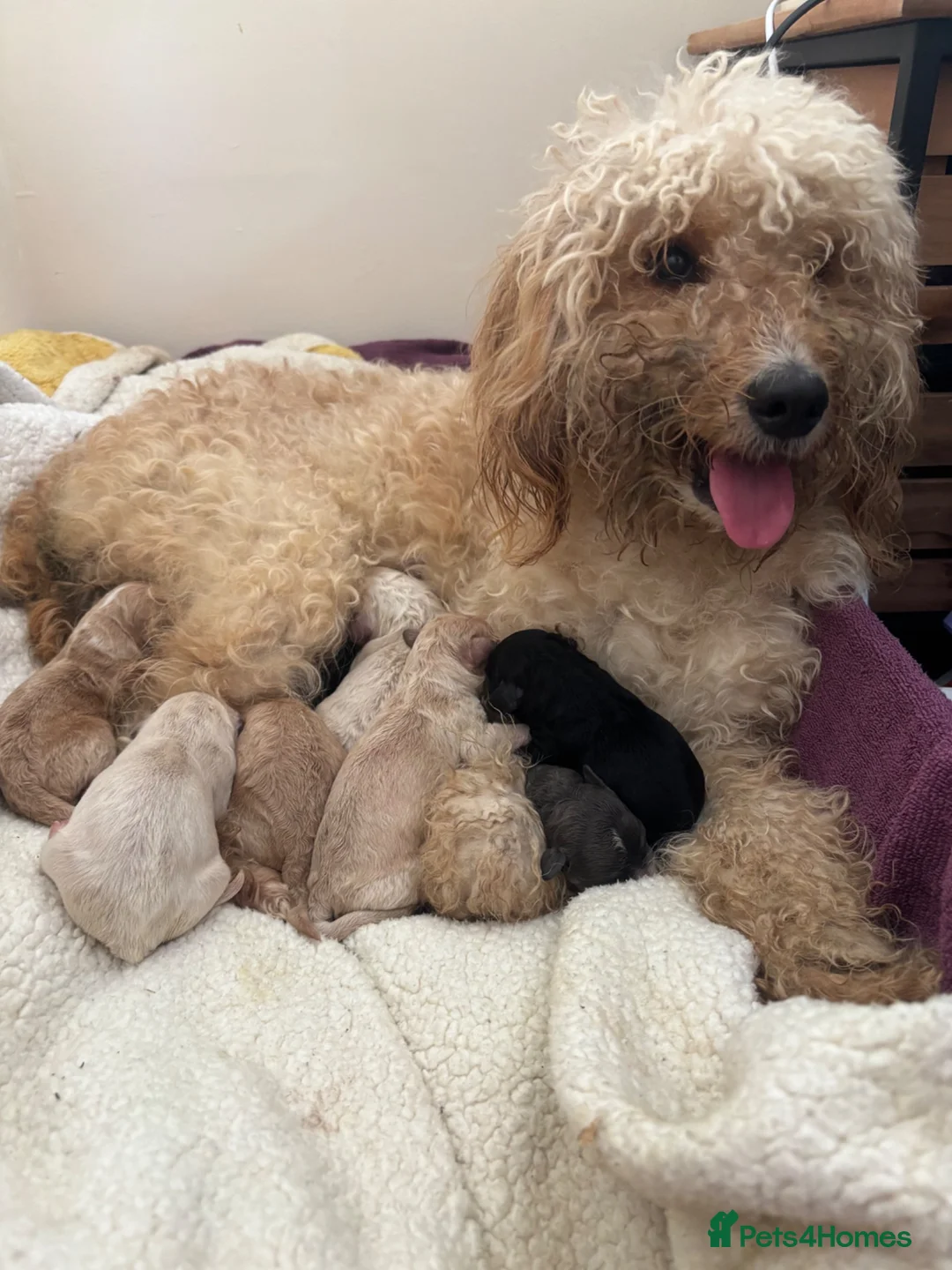 Cockapoo dogs for sale: Cockapoo puppy’s for sale  - Advert 12