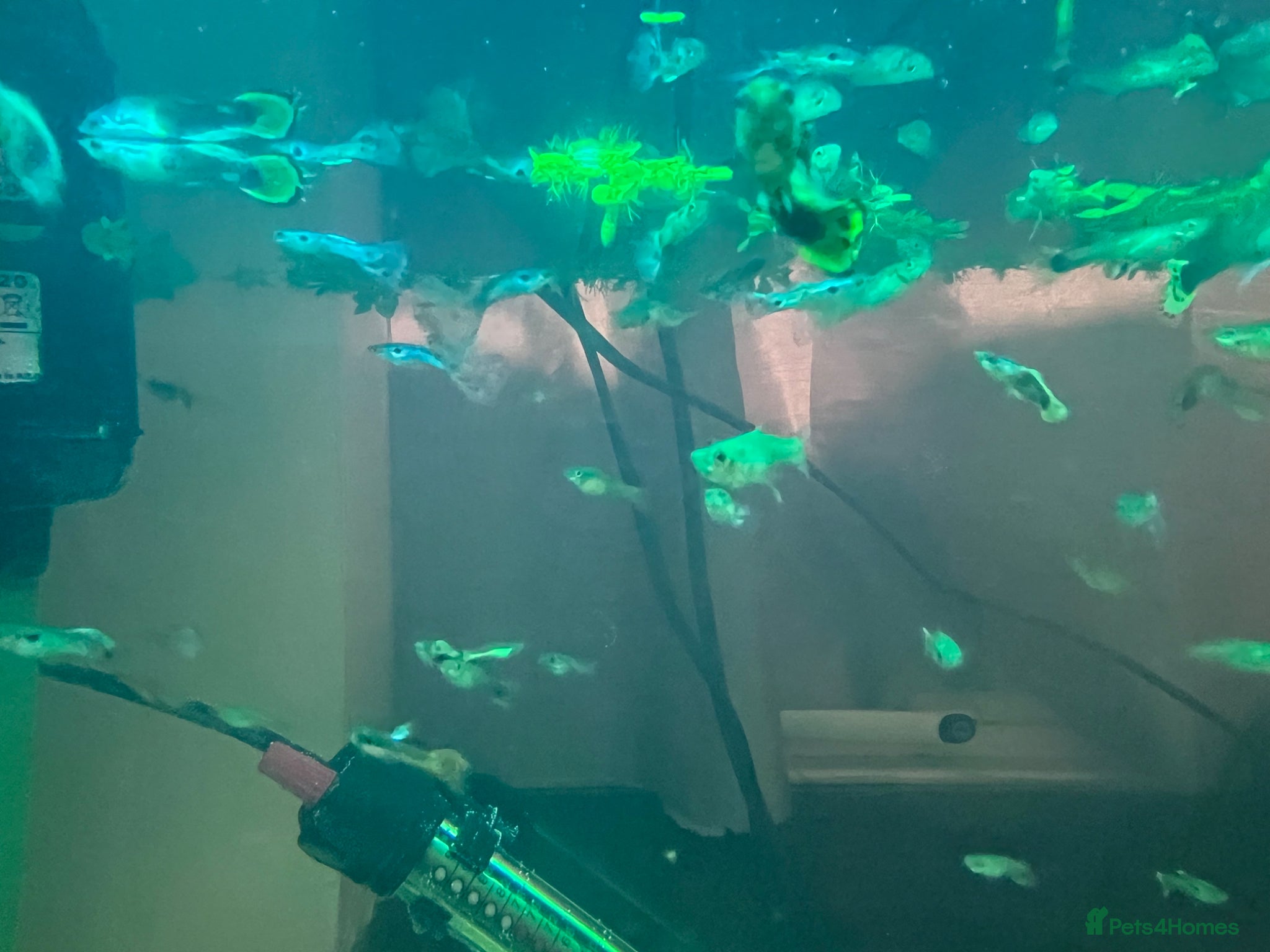 Live Bearers fish 50p Endlers and Guppies - Advert 1