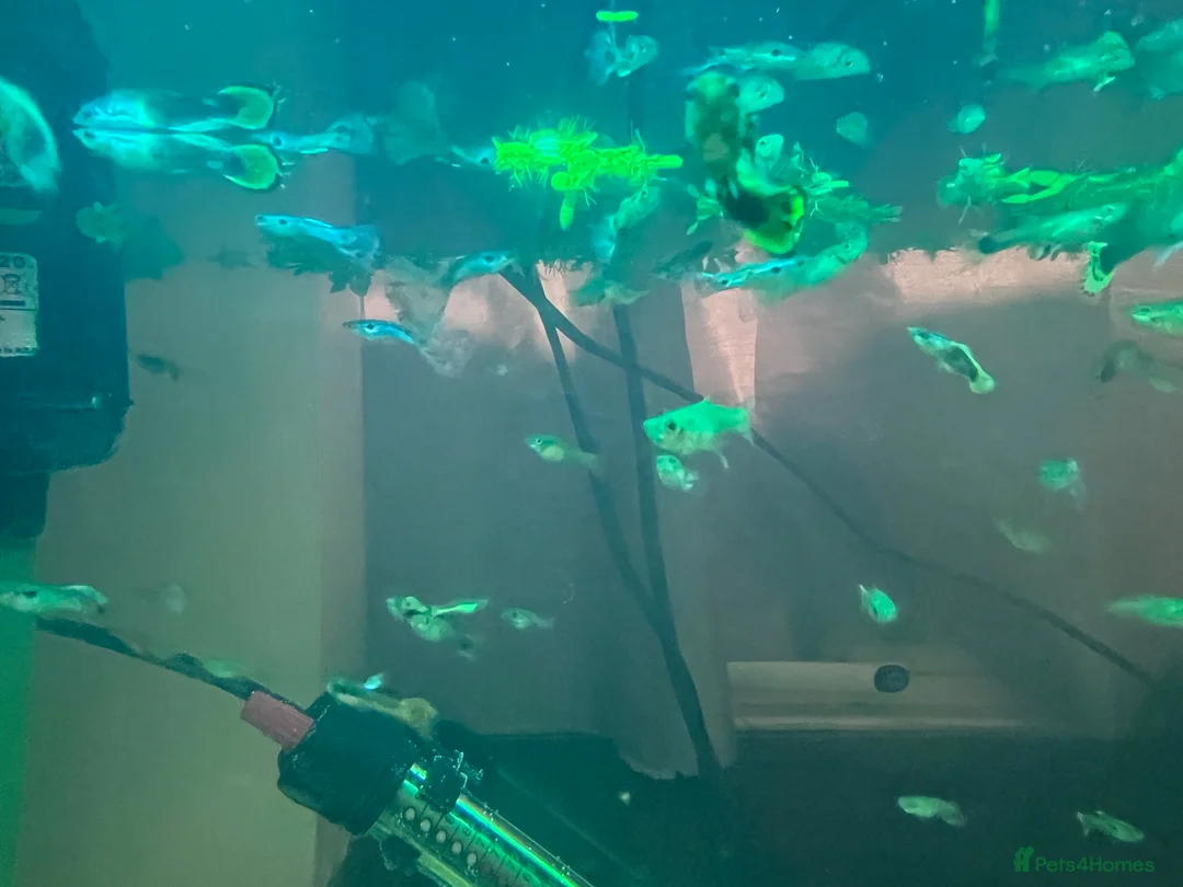 Live Bearers fish for sale: 50p Endlers and Guppies in Chester-le-Street - Advert 1