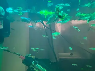 Live Bearers fish 50p Endlers and Guppies - Advert 1