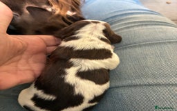 Cocker Spaniel dogs for sale: Beautiful, family cocker spaniels available - Image 12