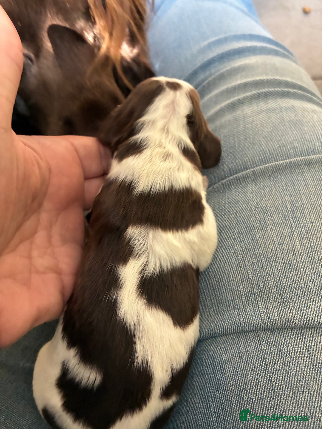 Cocker Spaniel dogs for sale: Beautiful, family cocker spaniels available - Image 12