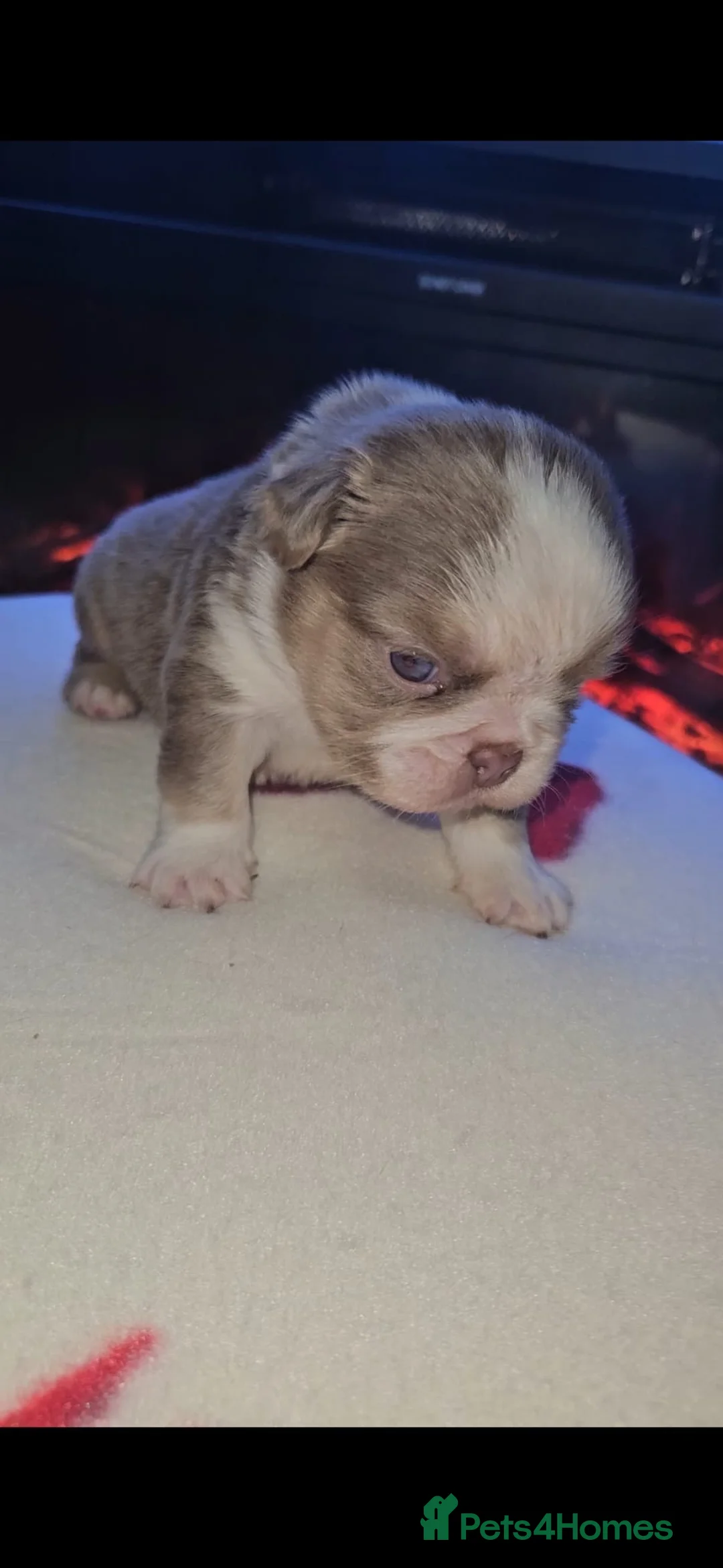 French Bulldog dogs for sale: Beautiful kc fluffy panda french bulldogs - Advert 4