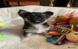 Chihuahua dogs for sale: Adorable semi long coat chihuahua puppies - Image 7