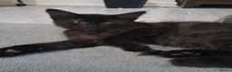 Mixed Breed cats for sale: 2 gorgeous boy kittens for sale  - Advert 12