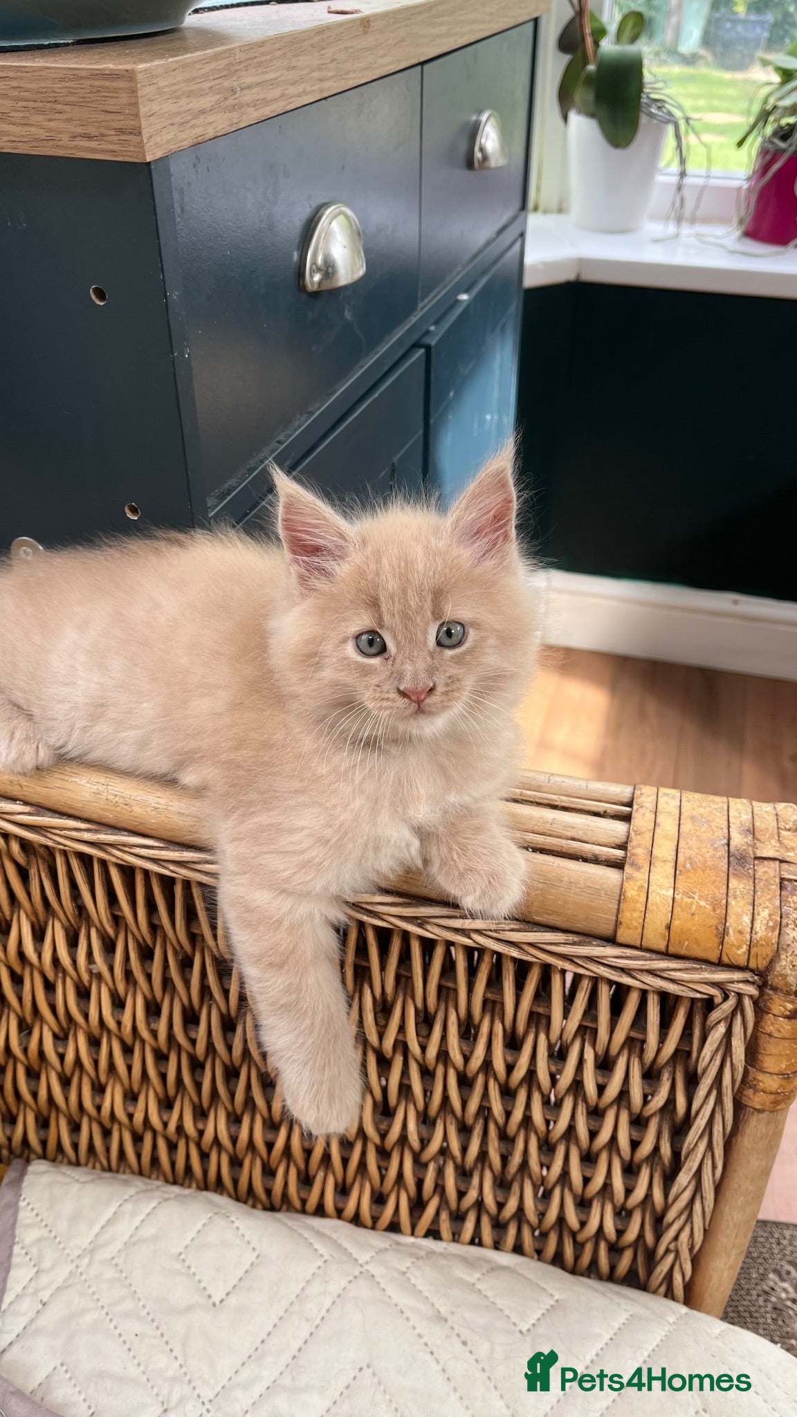 Maine Coon cats Full pedigree European Maine coons - Advert 17