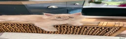 Maine Coon cats for sale: Full 💯 European Maine coons kittens - Advert 16