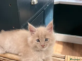 Maine Coon cats Full pedigree European Maine coons - Advert 17