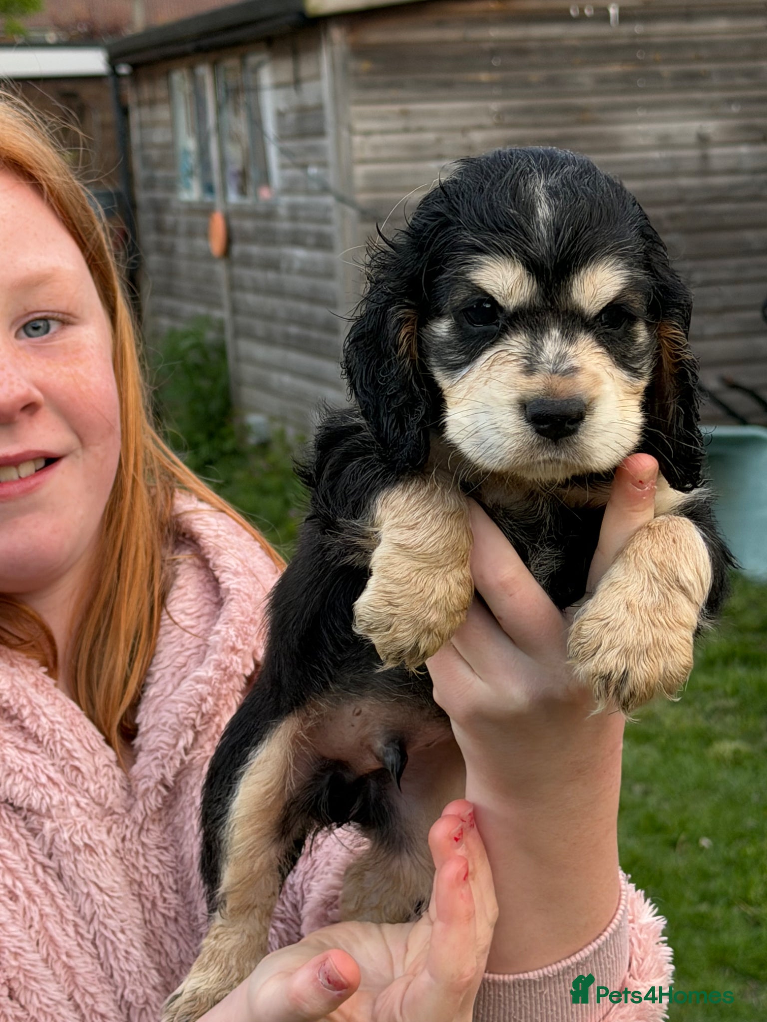 Cocker Spaniel dogs Show cocker spaniels 🚨READY in 10 DAYS🚨 - Advert 17