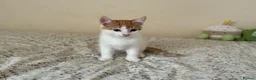 Mixed Breed cats for sale: 3 playful kittens ready for their new homes - Advert 6