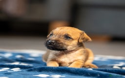 Mixed Breed dogs for sale: 6 Lakeland Cross Puppies for Sale - Image 5