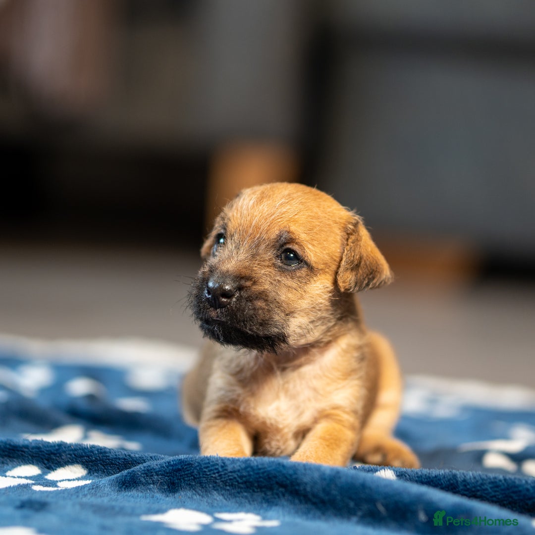 Mixed Breed dogs for sale: 6 Lakeland Cross Puppies for Sale - Image 5