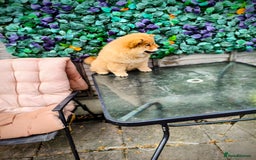 Chow Chow dogs for sale: Chow chow - Image 6